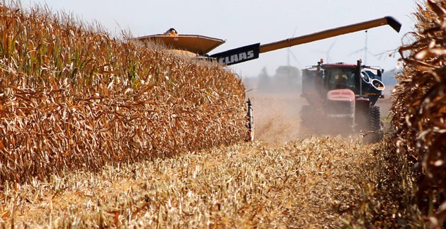 Non-GMO-Field-Corn-Harvest