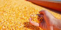 prairie-hybrids-corn-yield