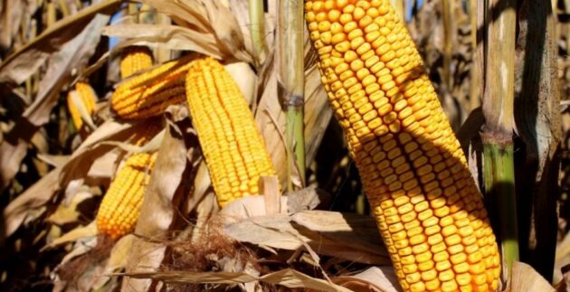 Prairie Hybrids - Corn